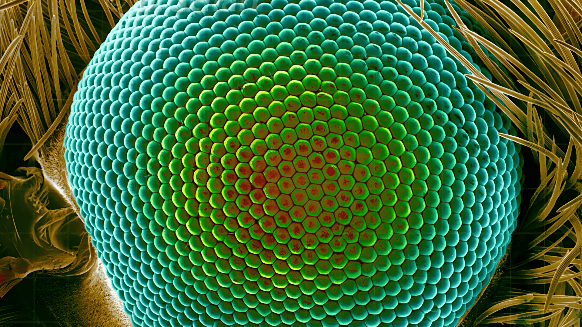 Moth eye microscopic structure